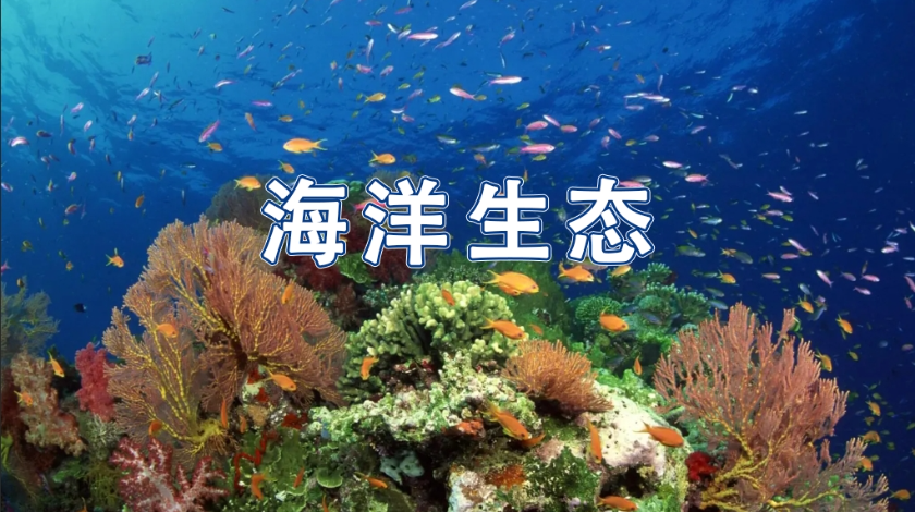 海洋科普之海洋生态